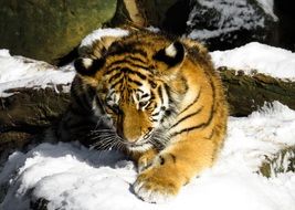 Tiger Cub Cat Young Animal on snow