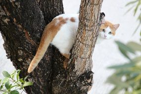 cat climbed onto a tree