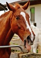 horse with his tongue out in the paddock