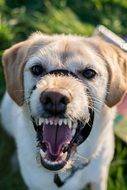 evil dog muzzle