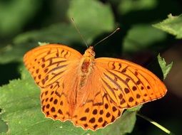 tiger butterfly in spring garden close-up on blurred background