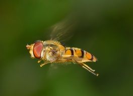 hoverfly in flight