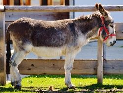 donkey in a bridle near the fence