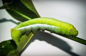green warm on the stem with green leave