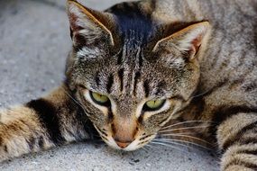 Cat with Green eyes looking down