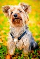 yorkshire terrier in autumn colors