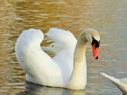 white swan spreading its wings