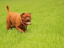 running bordeaux dogue