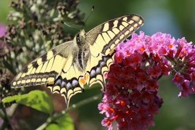 summer butterfly on the pink flower