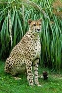 sitting cheetah in wildlife