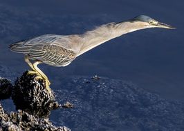 tropical heron above the water