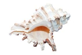 decoration in the form of a seashell with horns on a white background