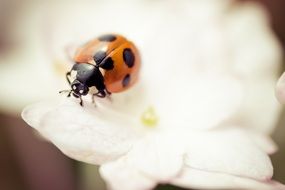 ladybug Insect on flower sepia close-up