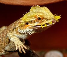 bearded dragon in Australia close-up on a blurred background