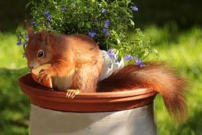 red Squirrel eats piece of apple at flowers