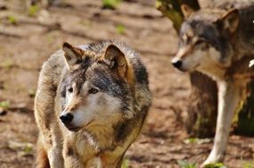wolves