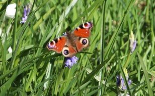 colorful butterfly among flower meadow on a sunny day