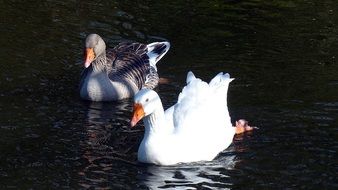 white and gray goose swim in the pond