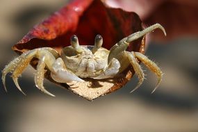 white sea crab close-up on blurred background