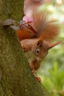 Squirrel Sciurus Mammal