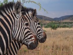 two striped zebras in the savannah