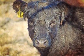 buffalo in scottish highlands