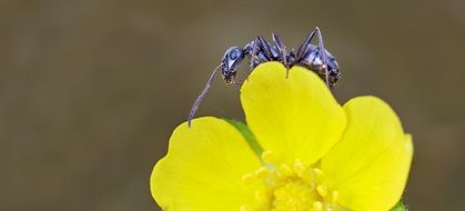 Ant on the yellow flower in spring