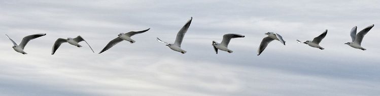 photo collage flight of seagull