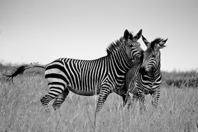 black and white photo of zebras on the grass