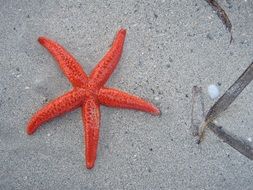 red Starfish on the Beach close