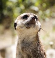 cute lovely Meerkat