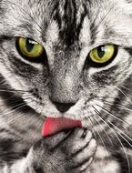 portrait of a gray cat with green eyes close up