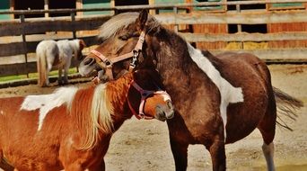 beautiful Horses Pair