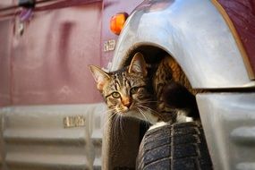 portrait of the kitten hid under the car body