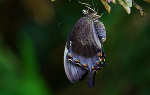 butterfly cocoon in the wildlife