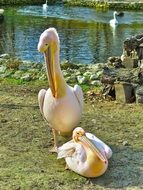 Pelicans near the water