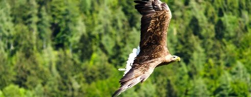 imperial eagle flies on a background of green trees