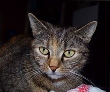 glamorousCat Domestic