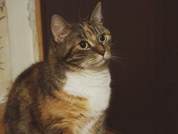 Beautiful cute cat