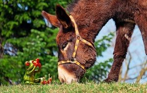 Donkey and frog figurine