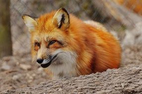 red sly fox in captivity