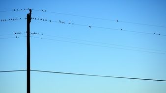 birds on telephone wires against a blue sky