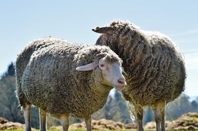 two sheep on nature on a background of blue sky