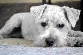 white dog resting on floor