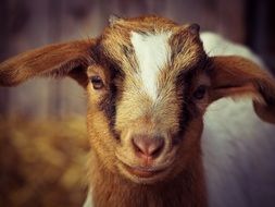 portrait of domestic goat