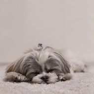 sleeping shih tzu closeup