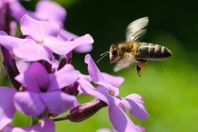 bee extracts nectar