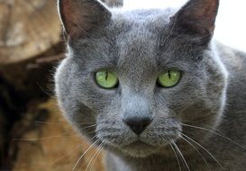 gray fluffy cat with green eyes in the garden