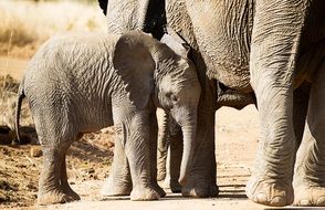 elephant and her cub in Africa