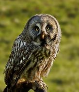 gorgeous Owl Raptor portrait